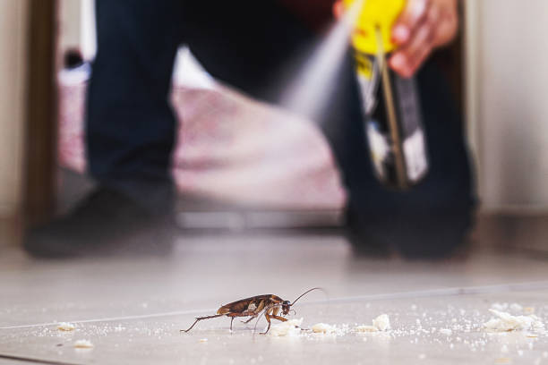 Best Wasp Removal Services  in Highpoint, OH